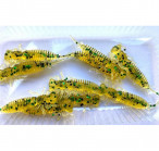 LARVA 2.0 #005(5, 8pcs)